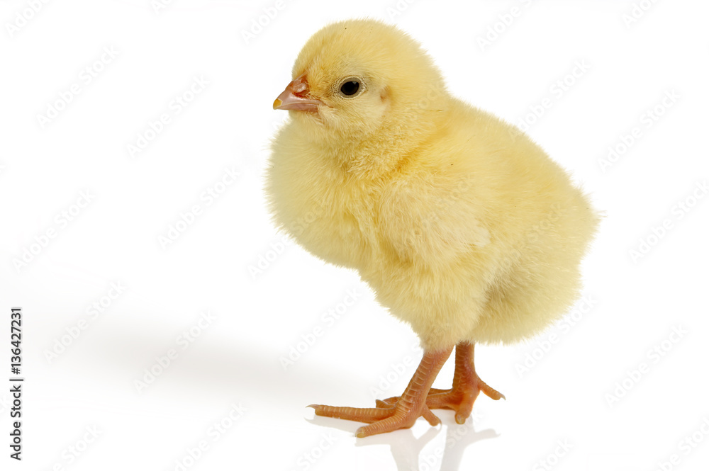 Easter chick isolated Easter chick isolated