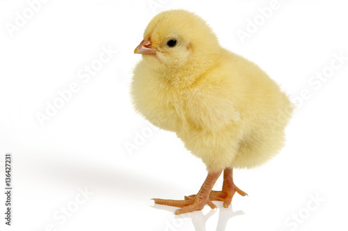 Fotografie, Obraz Easter chick isolated
