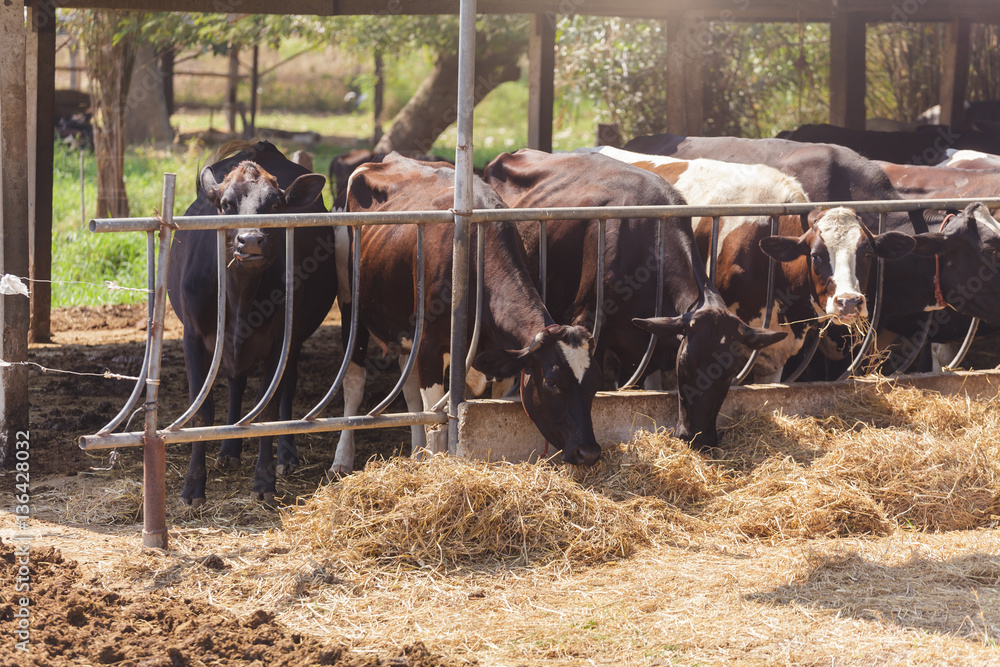Obraz premium Cows in farm