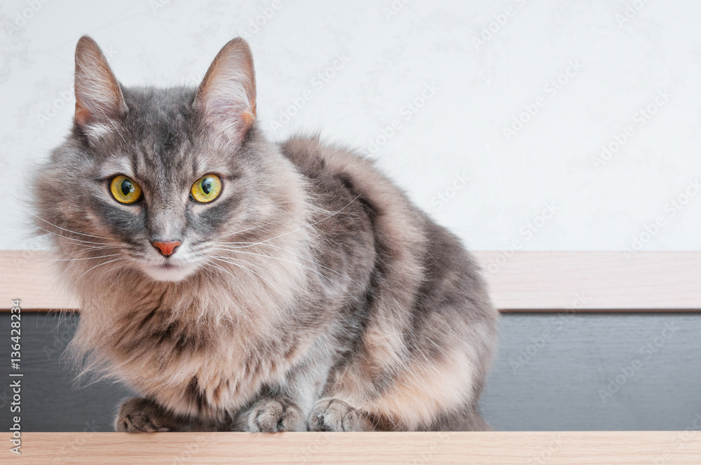 Obraz premium Gray cat closeup