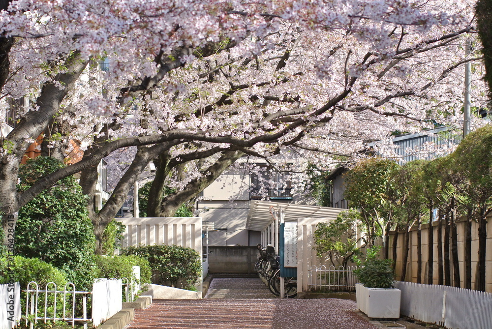 Japanese cherry blossom Japanese cherry blossom