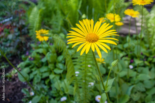 Leopard s bane or Doronicum orientale