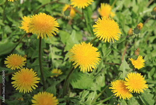 Yellow dandelions on the green field in spring
