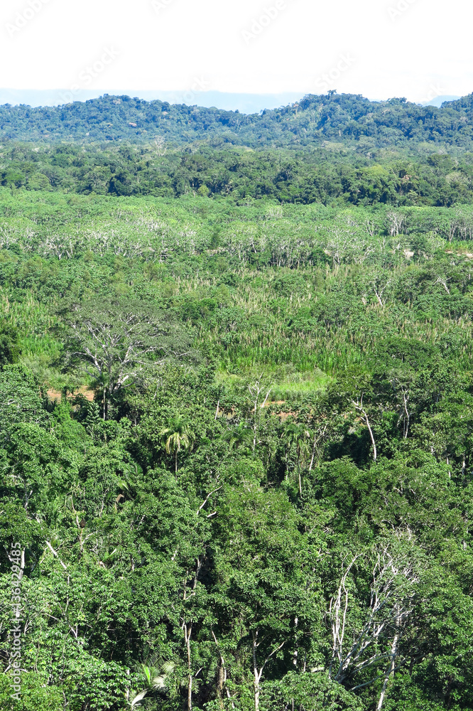 Amazon forest Amazon forest