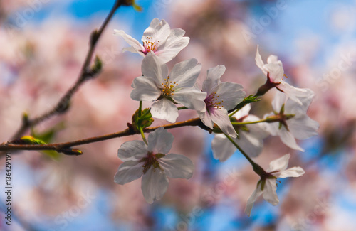 Cherry blossom in Japan