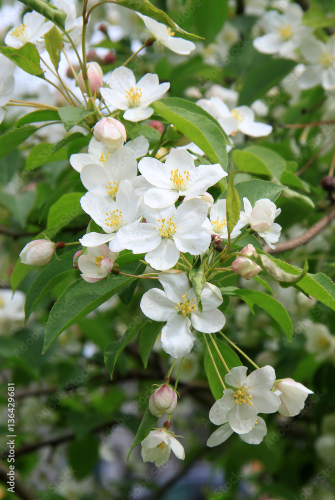 Flowers of the apple tree in spring