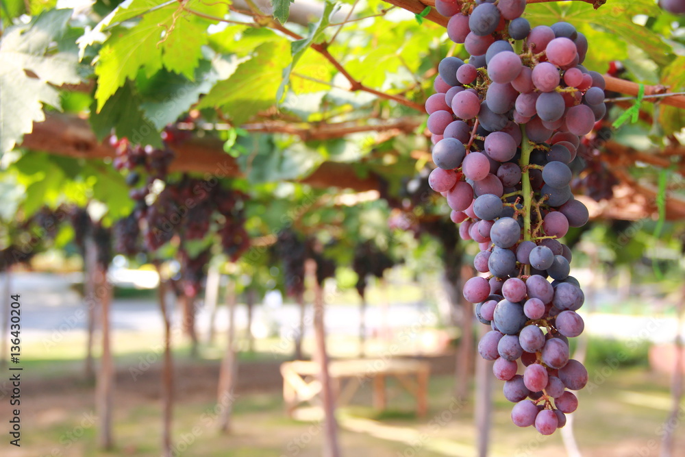 Grape on grapevine