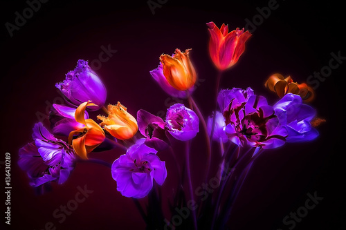 Tulips on a black background. Neon colors in the dark.