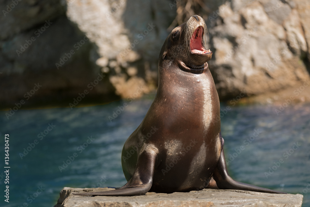 Fototapeta premium Robbe im Zoo