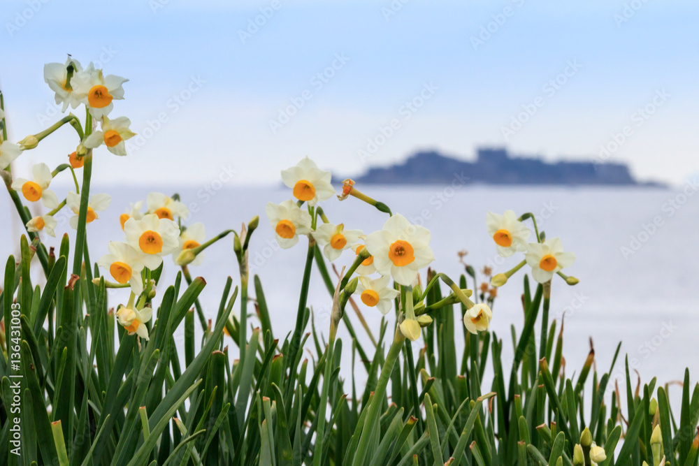 Fototapeta premium 水仙の花