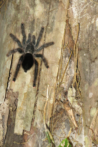 Furry tarantula alfresco walking along the tree trunk. Madidi National Park can be reached from Rurrenabaque if you cross the Beni River with the small passenger ferry.