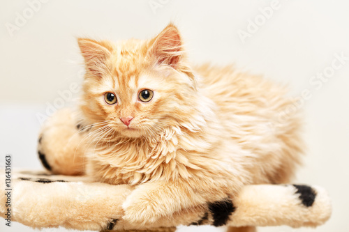 cute little ginger kitten