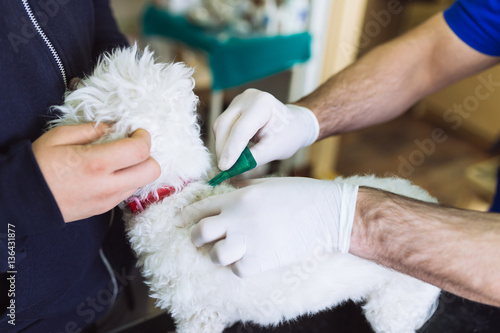 Maltese dog at veterinary getting protection for fleas and ticks.