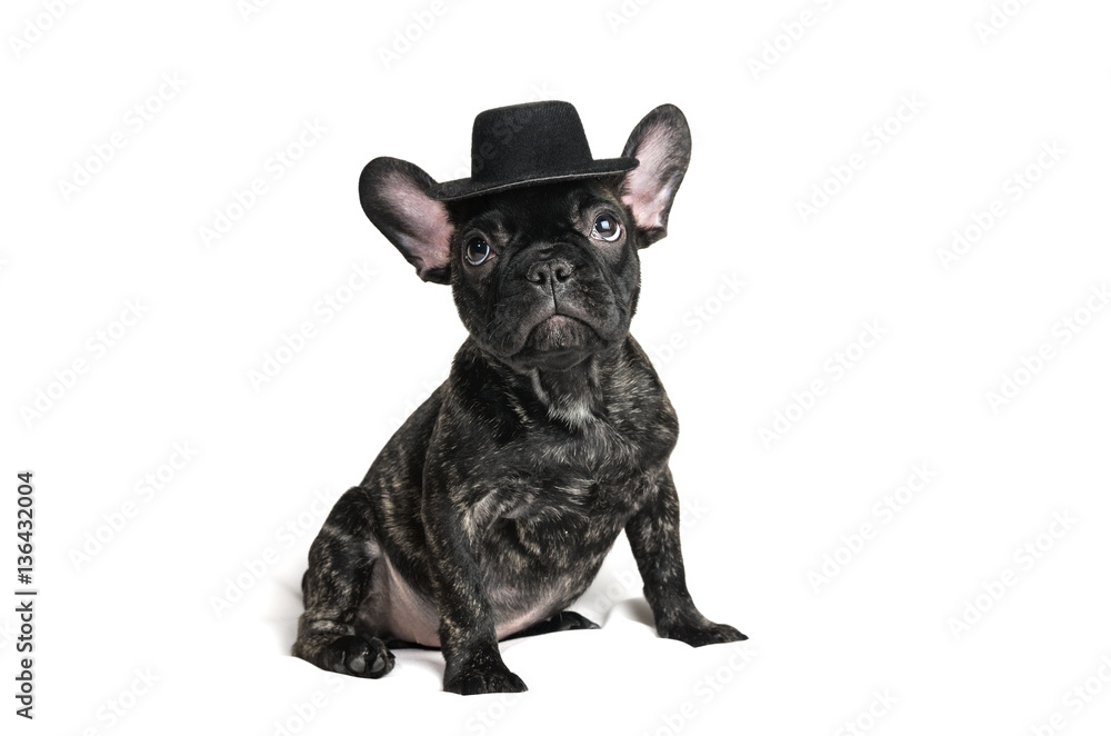 French bulldog puppy wearing a hat over white background