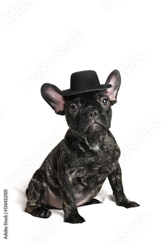 French bulldog puppy wearing a hat over white background © yanik88