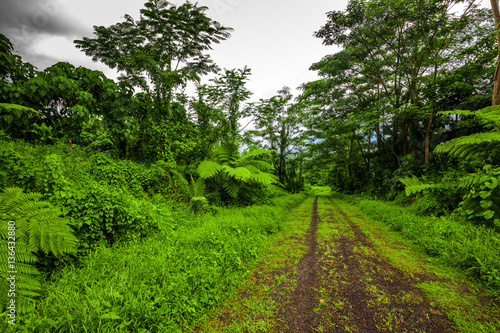 Road deep in the tropical dense forest