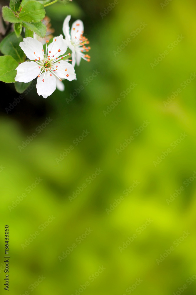 Fototapeta premium Spring flowers blooming white cherry on a blurred green backgrou