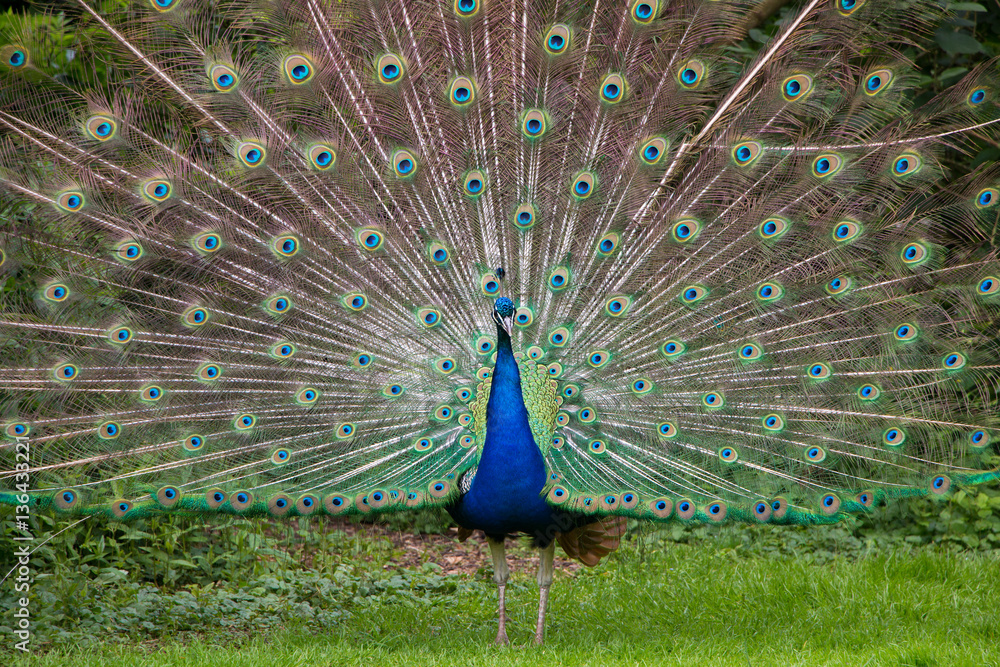 Obraz premium Paon bleu faisant la roue