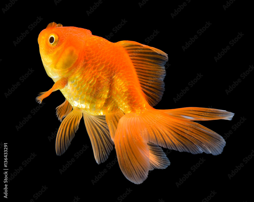gold fish on black gold fish on black