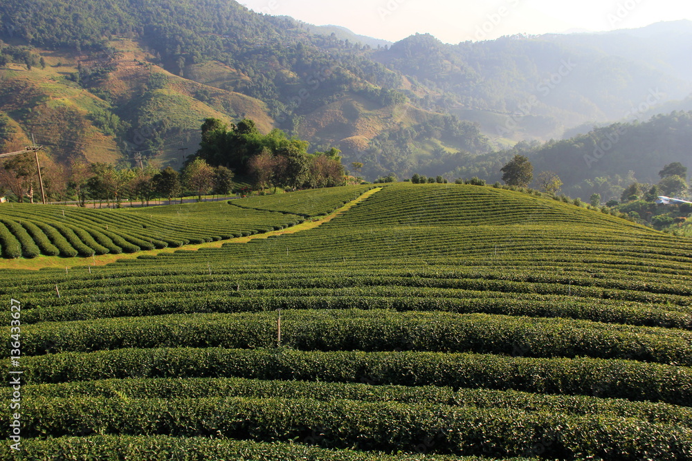 Tea plantations on the the hillside