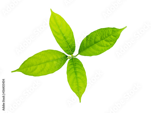 solated green leaf on white background