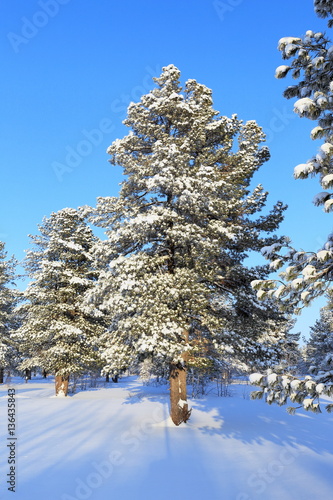 Wallpaper Mural Cedar on a background of blue sky in winter Torontodigital.ca