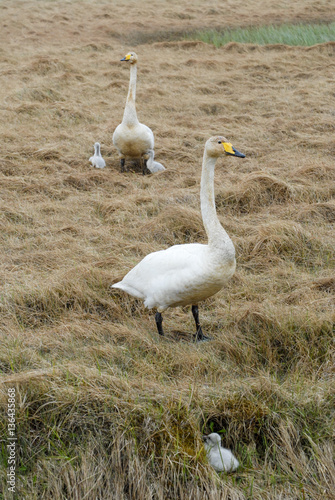 Singschwäne auf Island