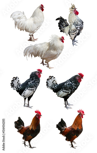 seven roosters isolated on white