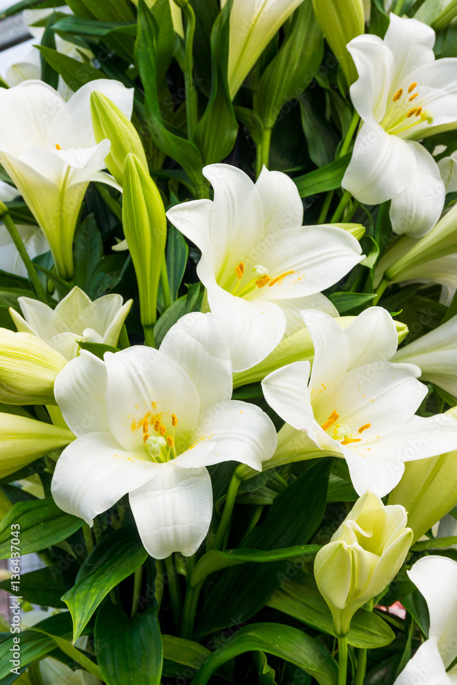 Fototapeta premium Bush of a white lily