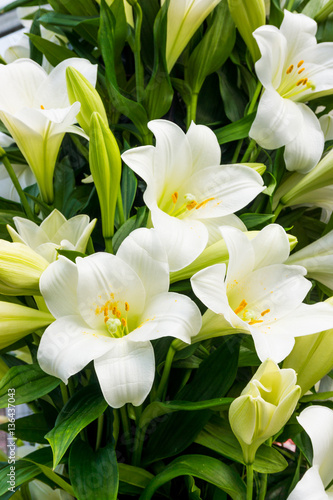 Fototapeta Naklejka Na Ścianę i Meble -  Bush of a white lily