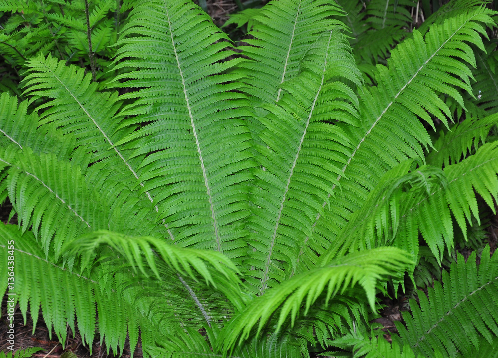 Fototapeta premium Straußenfarn (Matteuccia struthiopteris)