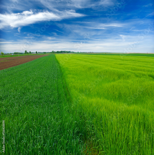 green wheat field and clouds