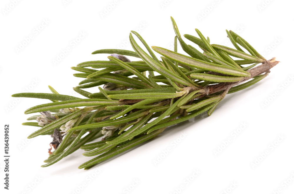 Fototapeta premium Rosemary on a white background