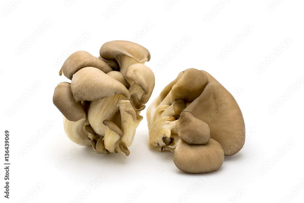 Fototapeta premium mushroom isolated on a white