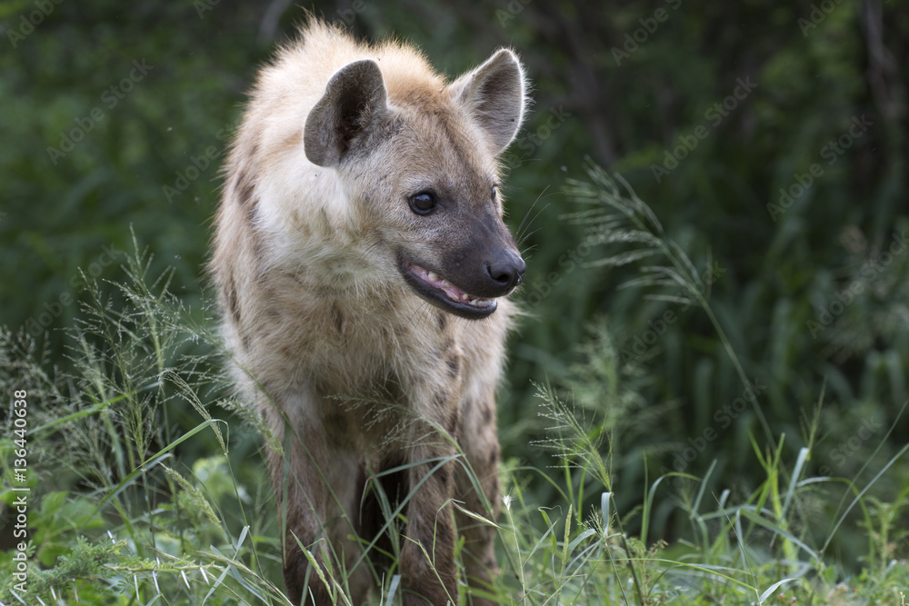 Portrait of free roaming african spotted hyena Portrait of free roaming african spotted hyena