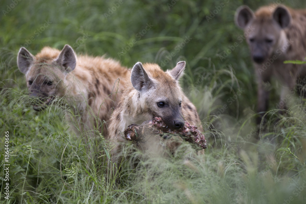 Portrait of free roaming african spotted hyena Portrait of free roaming african spotted hyena