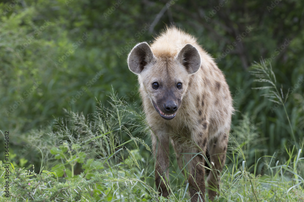 Portrait of free roaming african spotted hyena Portrait of free roaming african spotted hyena