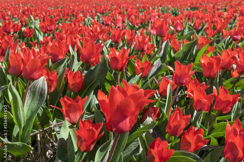 Red tulips. Tulips with striped leaves. Flower carpet. Flower field. Many flowers. Plantation of tulips. Tulips fields in the Netherlands. Red tulips. Tulips with striped leaves. Flower carpet. Flower field. Many flowers. Plantation of tulips. Tulips fields in the Netherlands.