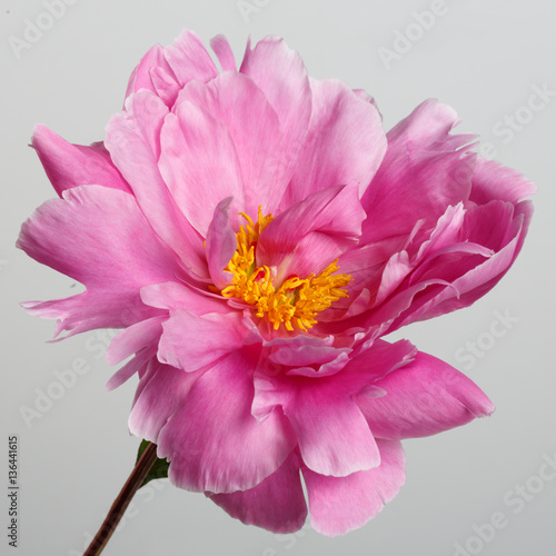 Pink peony flower isolated on gray background.
