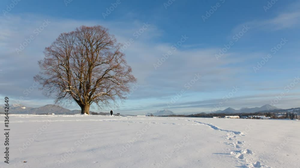 Timelapse of rual winter landscape with a large tree and snow in austria Timelapse of rual winter landscape with a large tree and snow in austria