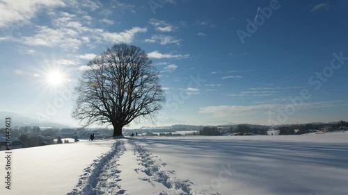 Timelapse of rual winter landscape with a large tree and snow in austria photo