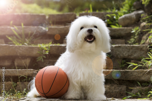 Dog with toys / White Maltese dog with a basket ball on the garden 