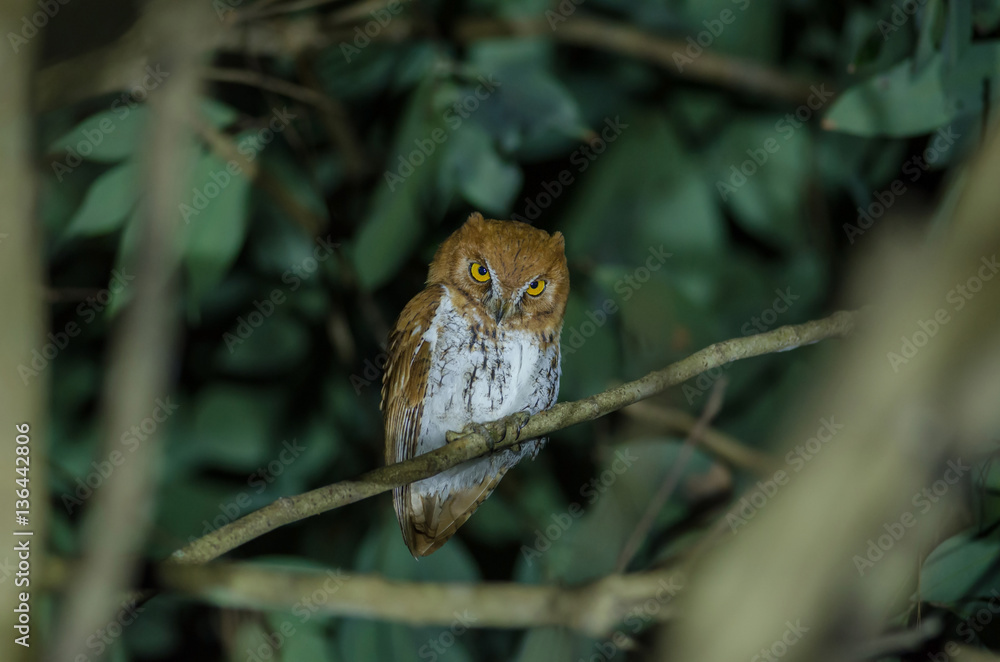 Fototapeta premium Oriental scop owl bird