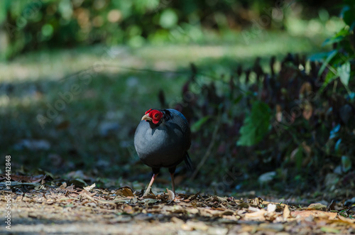 Siamese fireback or Diard's fireback photo