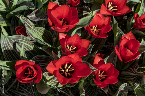 Fototapeta Naklejka Na Ścianę i Meble -  Red tulips. Tulips with striped leaves. Tulips in Holland. Dutch selection. Dutch tulips. Greig tulips.