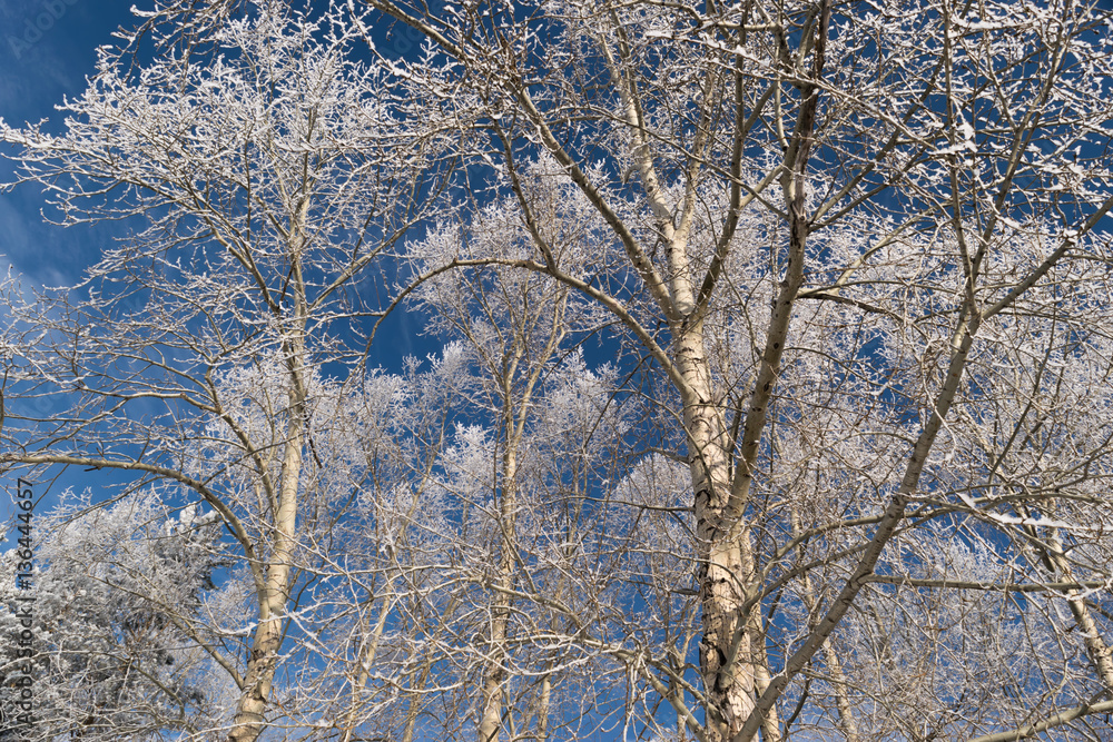 Winter Photo of Blue Sky Surrounded by the Treetops