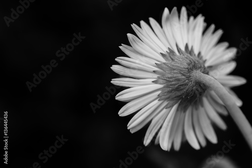 Fototapeta Naklejka Na Ścianę i Meble -  Close up macro Gerbera flower 