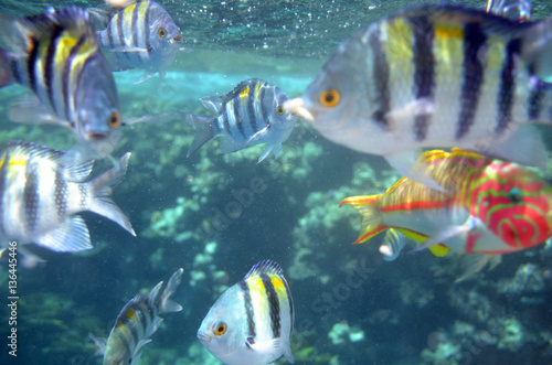 Underwater World: colored exotic fishes in the ocean