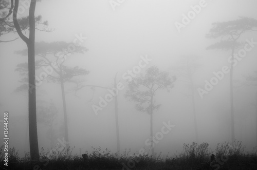 Black Tree with Fog in The Dark Pine Tree Forest.