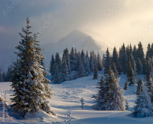 winter forest and mountains Carpathians © pyvovarpavlo